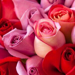 Rose 🌹 Buzz Buzz NIP
